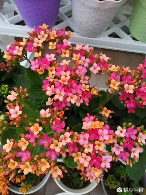 快两个月了，长寿花的花苞还是打不开到底是怎么回事儿？