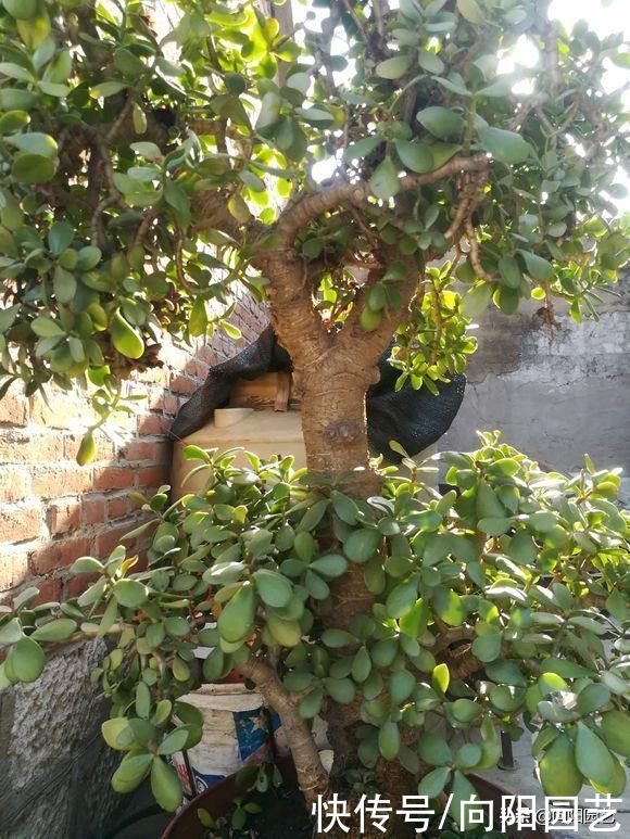 多肉|玉树，吸财树，两种多肉，你喜欢哪种？玉树最好，长得最快