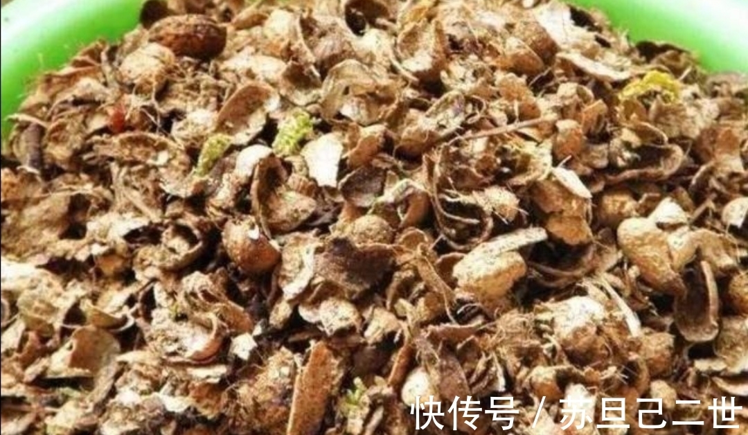 透气性|兰花养不好，植料没用对，用上4种小东西，长势茂盛