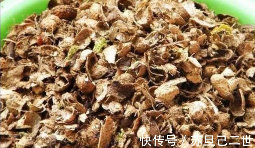 兰花养不好,植料没用对,用上4种小东西,长势茂盛