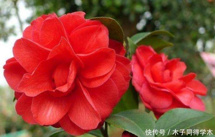 家养几款植物，阳台开出花海，花色繁多易爆盆，娇艳欲滴