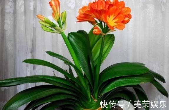 养花就用这些东西“密制”花肥,不花一分钱,还好用不烧根