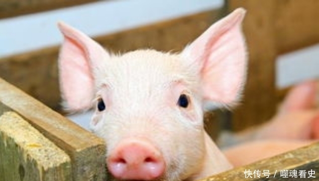 城头|被围三年弹尽粮绝,女将军从城头扔下一头猪,敌军随即撤退