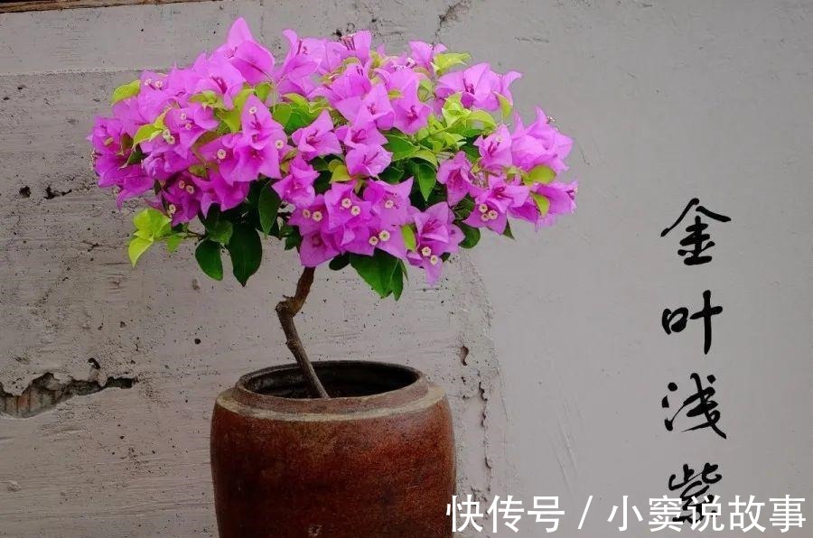 金枝玉叶不能长太高,越矮越值钱,一长高就砍!