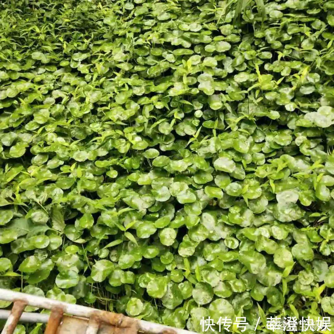 “折腾不死”的10种花,咋养都爆盆,懒人最适合!