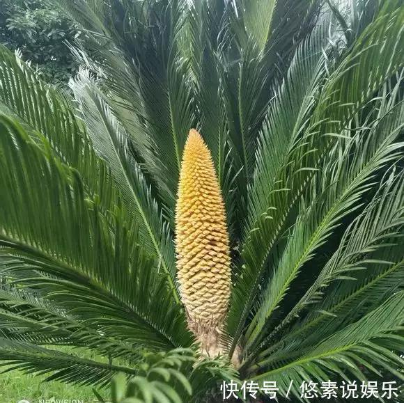 4种花有灵性,平时难开花,一有好事就开花!