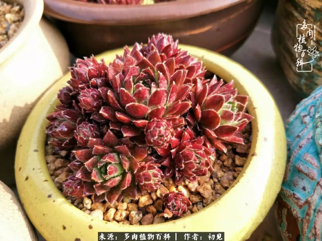 养多肉四周年,从初见到爱恋!幸福一直藏在浅薄的日子里!