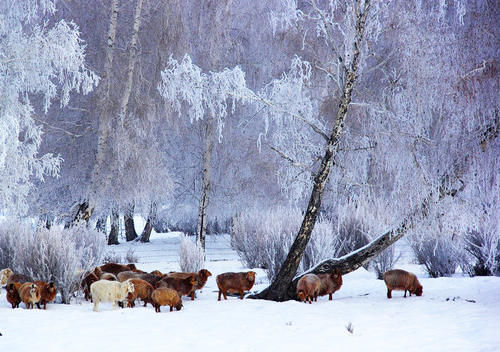 云南|【图说新疆】新疆青河：琼英四野点芳华