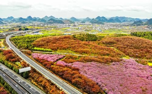 平坝农场樱花虽美，最佳观赏期却很短，下周早樱将大面积开花