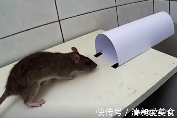 家里有老鼠别着急,教你一招,轻松抓老鼠,方法既环保又健康