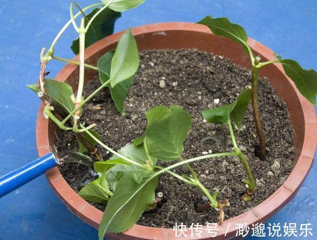 绣球|花店看中的绣球“买不起”用3cm的枝条,回家自己扦插,准活!