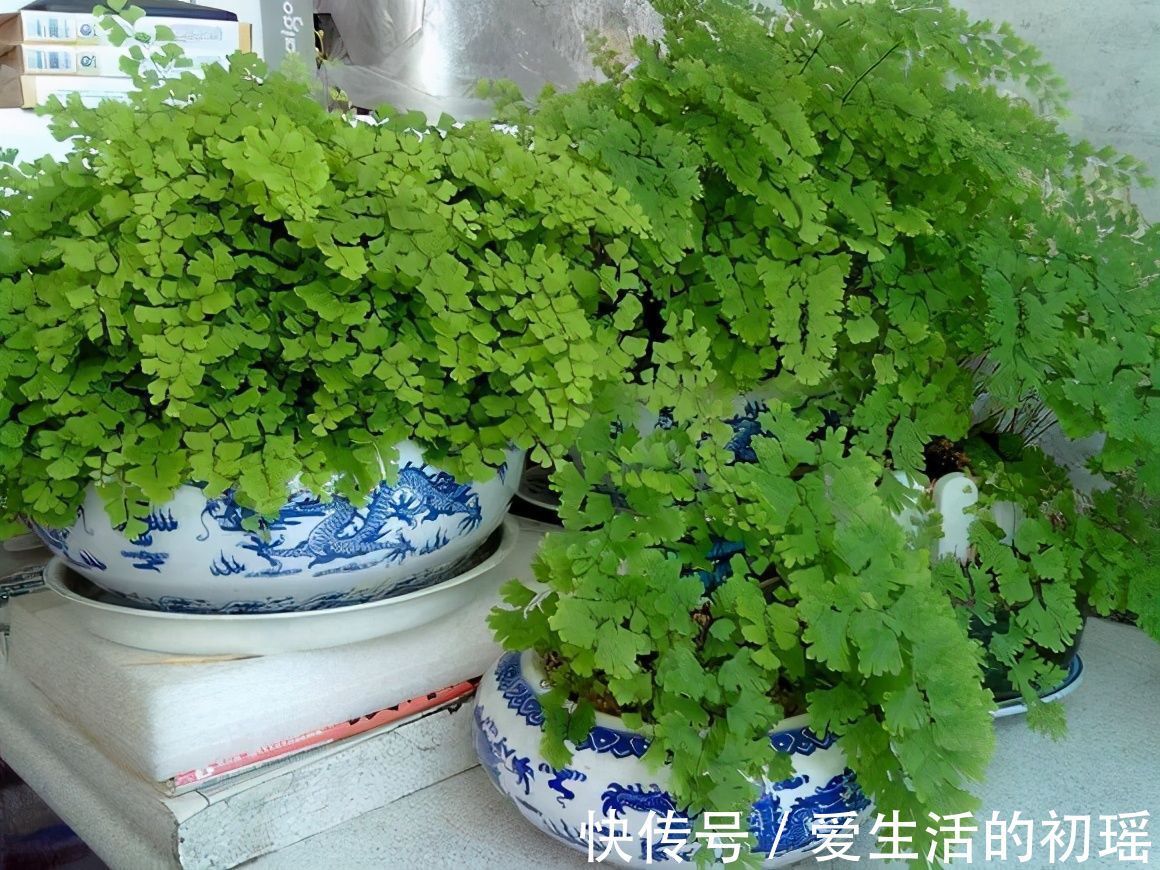 虎皮兰|卫生间可以养花吗?三种花卉,耐阴好养护正适合