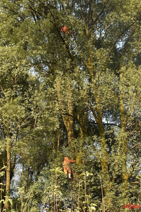 遇险|四川宜宾一男子摘马蜂窝，被挂在30多米高的树上身亡！村民：当地马蜂厉害