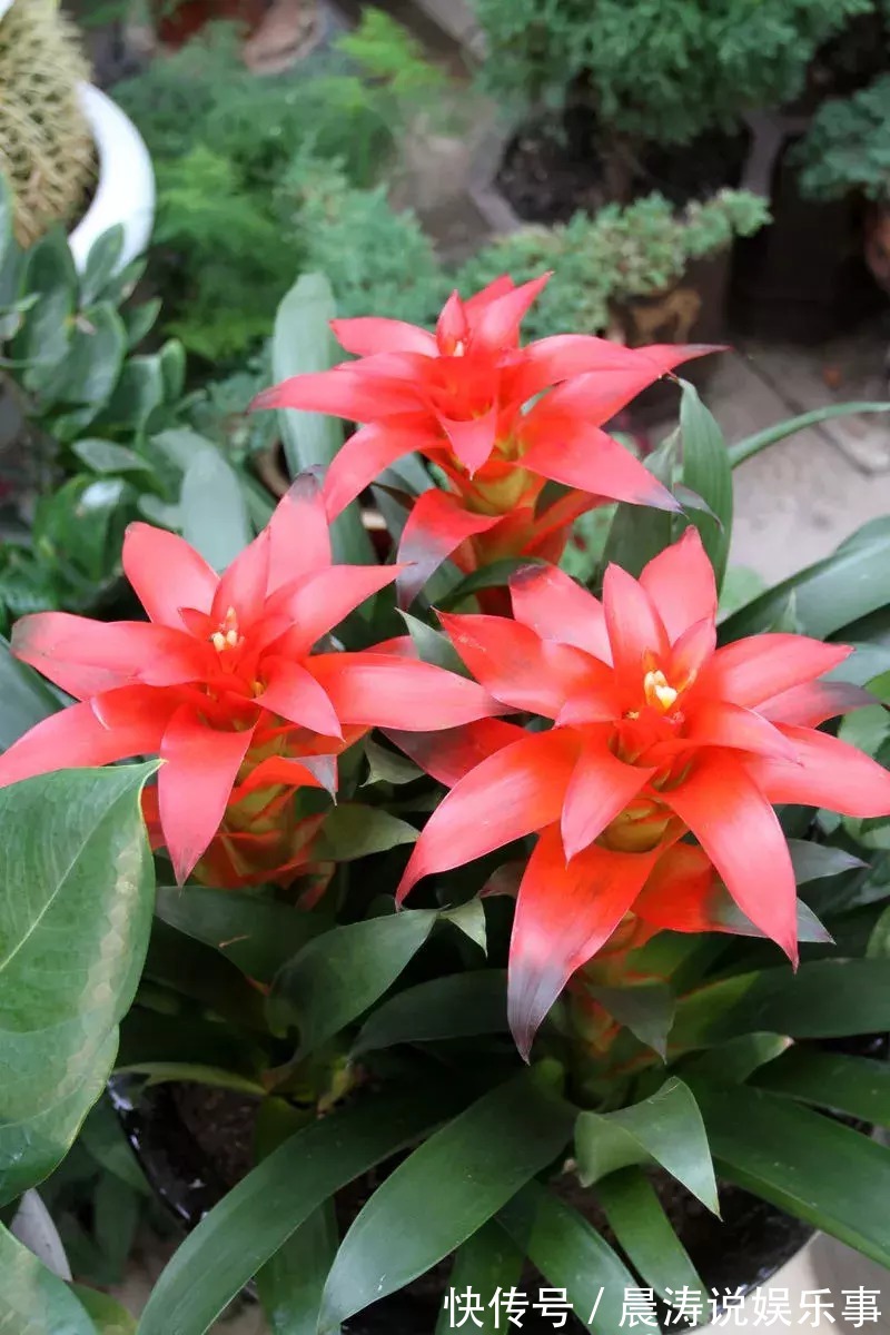 8种“吉祥花”,客厅养一盆,高贵又大气,养人又“旺家”