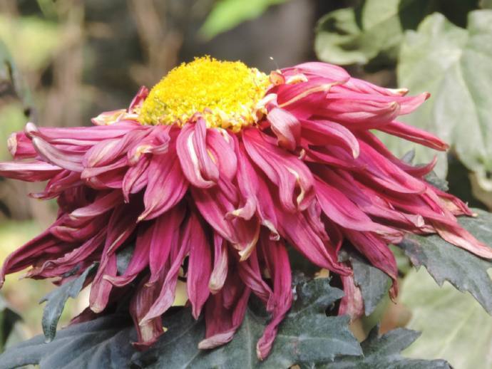 喜欢菊花，就养盆“盘龙系列菊花”盘龙托桂，红花金顶，别具风韵