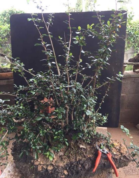 最喜欢丛林式盆景了,这个博兰盆景老桩这样修剪造型,真的美极了