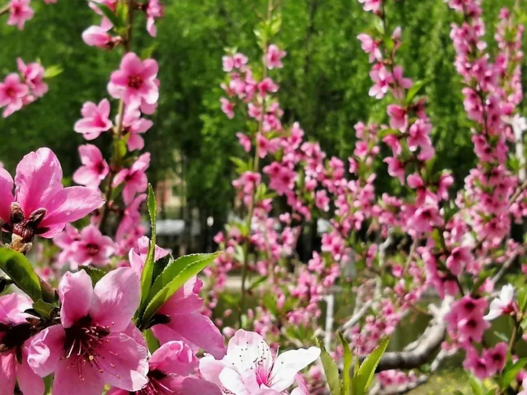 【最美校园】最美校园四月天：愿所有花开，不负归期