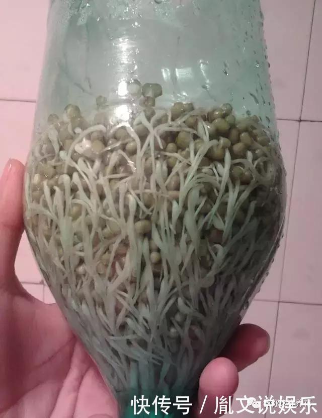 塑料瓶别扔了,用来养花真是神器!可别浪费了!