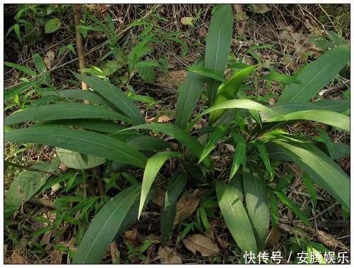 农民用来泡酒,殊不知人称“长寿菜”,200元一斤,跟人参比肩