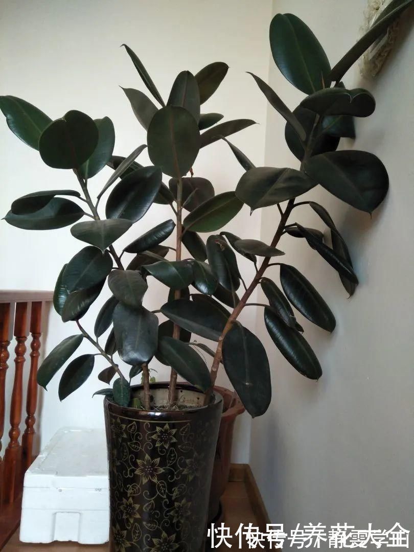 叶片|聪明人养花,喜欢养气质花,养在家里上档次