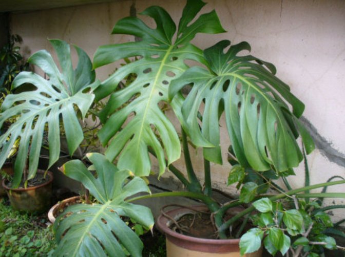 绿萝|5种会生“气根”的植物，想要扦插剪下来，埋土里就成活