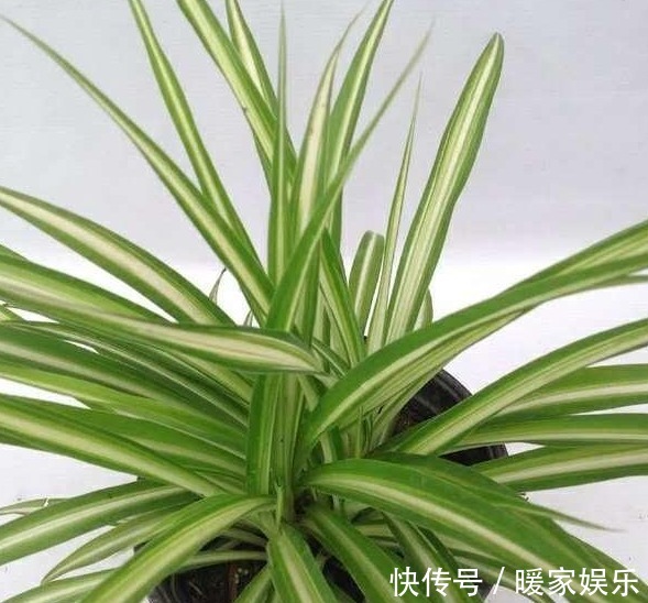 给吊兰浇水,避开这两个“小误区”,叶子翠绿,轻松养爆盆!