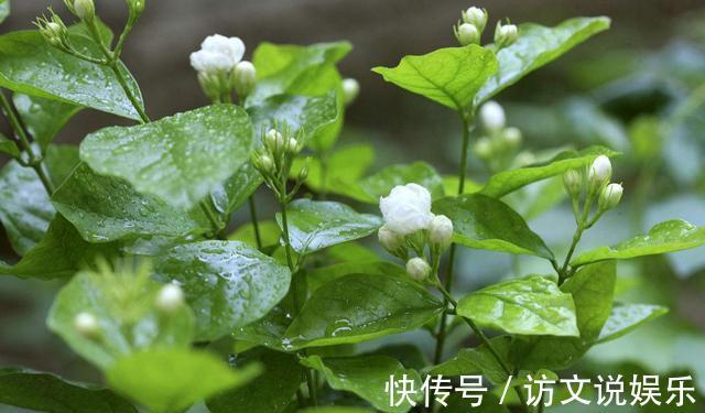 叶片|养茉莉“小窍门”,秒变开花机器,四季开花不断,次次开花都爆盆
