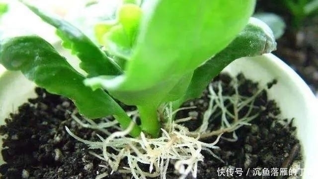 扦插|生根剂不用买，用家家都有的“小东西”，2分钟就能制出来
