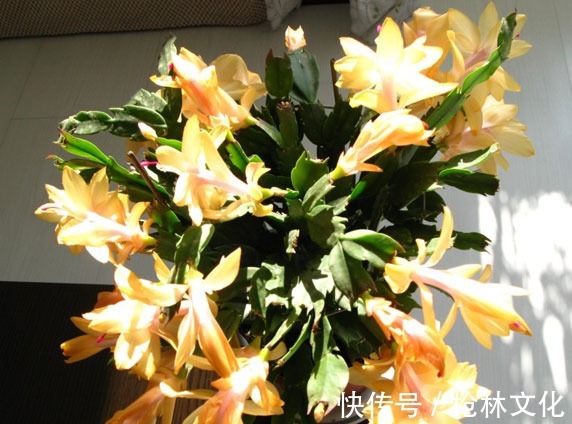 喜欢养护漂亮的花卉,就选择3种花卉,开花优雅漂亮,养花必备