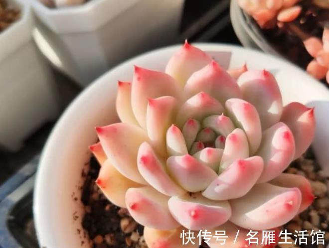白月影|推荐7种强悍多肉，每一种都精致好看，一次养十盆都不嫌多