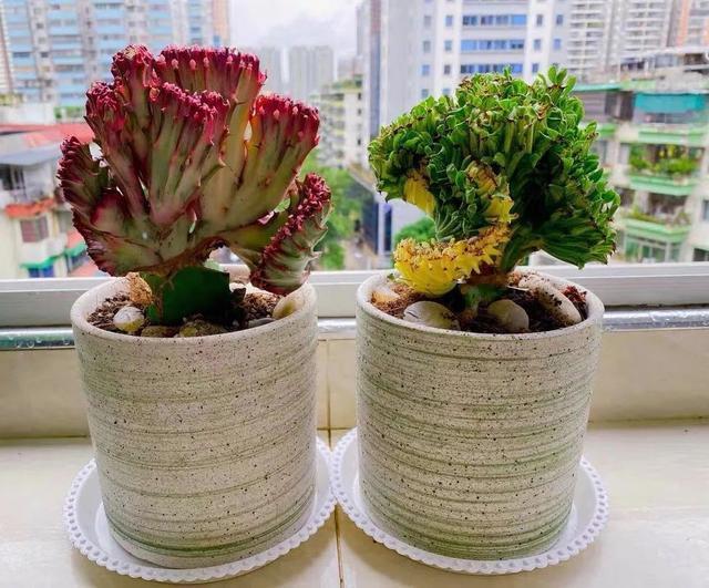 吉祥|8种“丑花”,个个都有好兆头,家里养几盆,镇宅吉祥,越养越爱