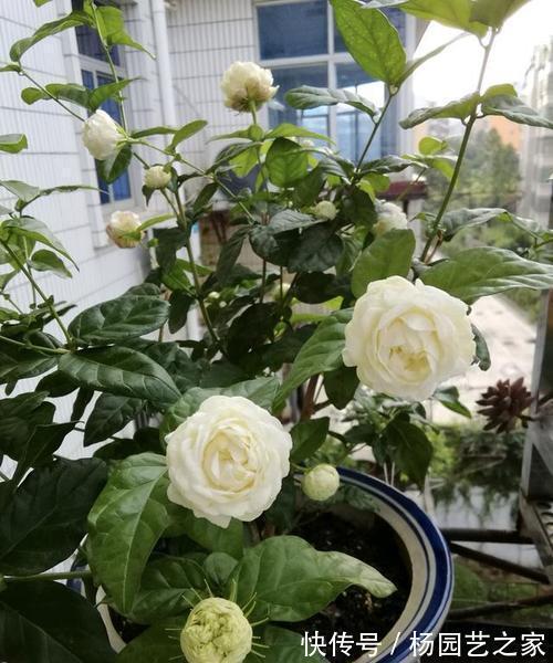 茉莉中“老大难”,虎头茉莉真难养?牢记4技巧,轮番开花赛牡丹