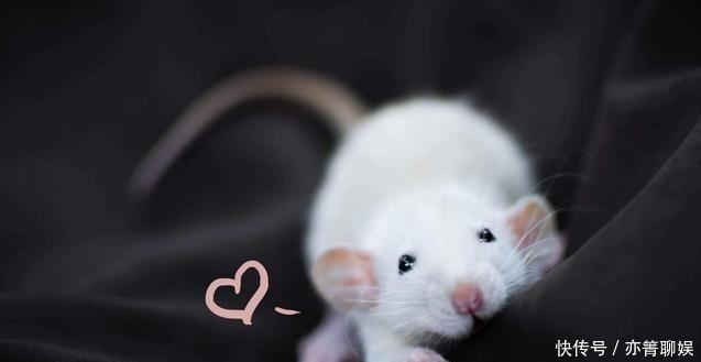 纪晓岚&上联“鼠无大小皆称老”，7个字难倒众人，纪晓岚的下联堪称妙对