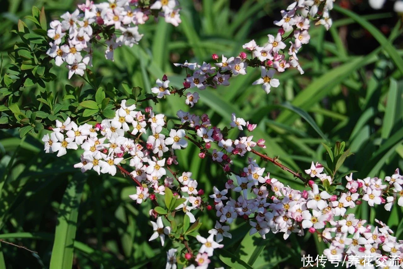 13种耐寒的盆栽花卉，零下20多度可存活，大部分南方也能种