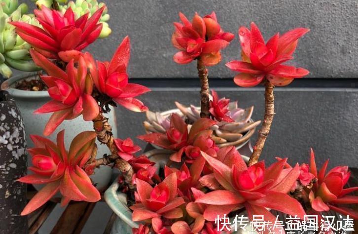 白粉病|多肉火祭算不算好品种？看完它的优点和缺点，我想大家自有定论