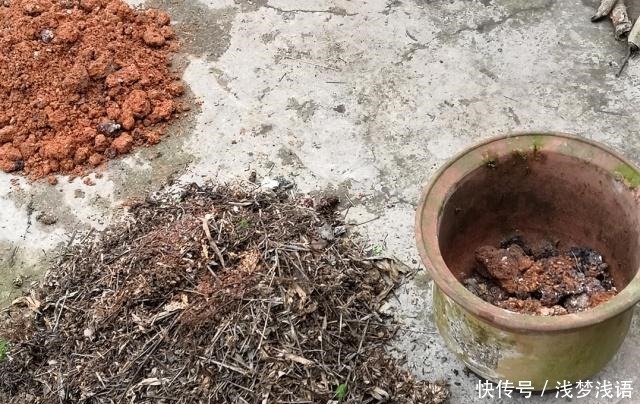 它是生根土,用来养兰花,五年不烂根!