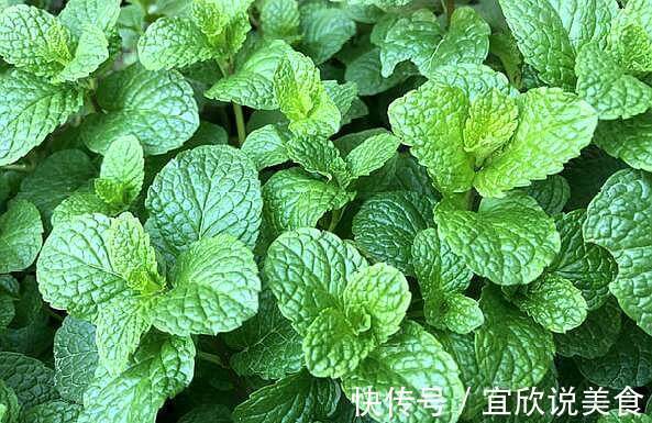 养生|薄荷这样养，叶片颜色深，长势旺，摘片叶“解毒败火”，养生必备