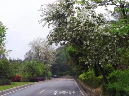 花开正好，共赴鼓岭“春日之约”