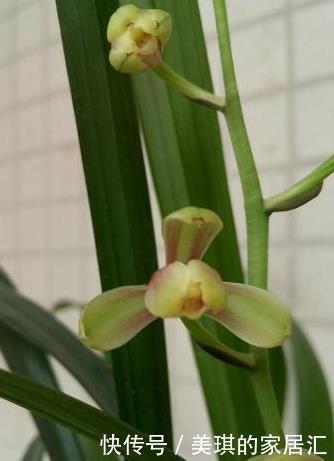 花蕾|兰花的小排铃、大排铃和转茎分别是什么?大的花蕾就是大排铃吗?