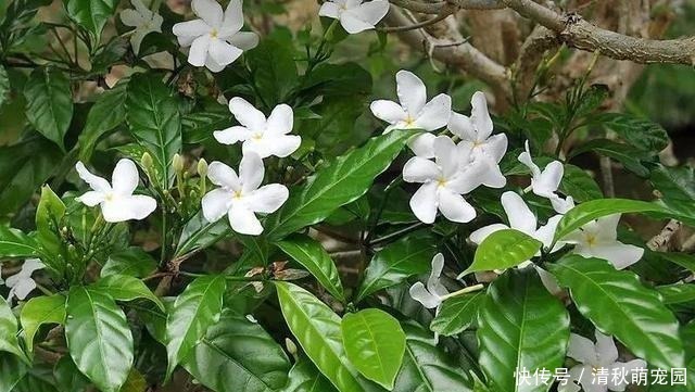 狗牙花|被名字耽误一生的6种花，土里土气，开花却“气度非凡”靓丽入眼