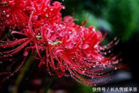 世界上最神奇的花蕊 花叶永不重逢的曼珠沙华 快资讯