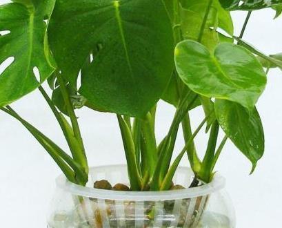 夏天最适合养的三种花,越热越能花开爆满盆,好看又耐活