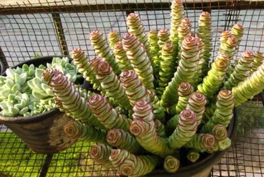 养护“招财”多肉钱串子,掌握好技巧,枝叶完美,株型紧凑