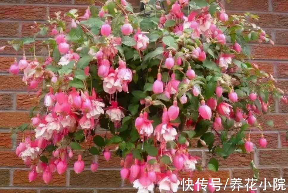 茶花|7种漂亮花，好看不好养，没有经验别花冤枉钱