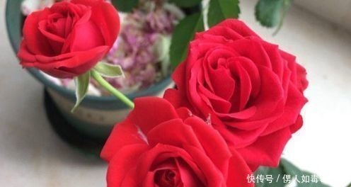 “高端玫瑰”永远的莫斯科，色泽鲜艳，妩媚娇羞，实属养花首选