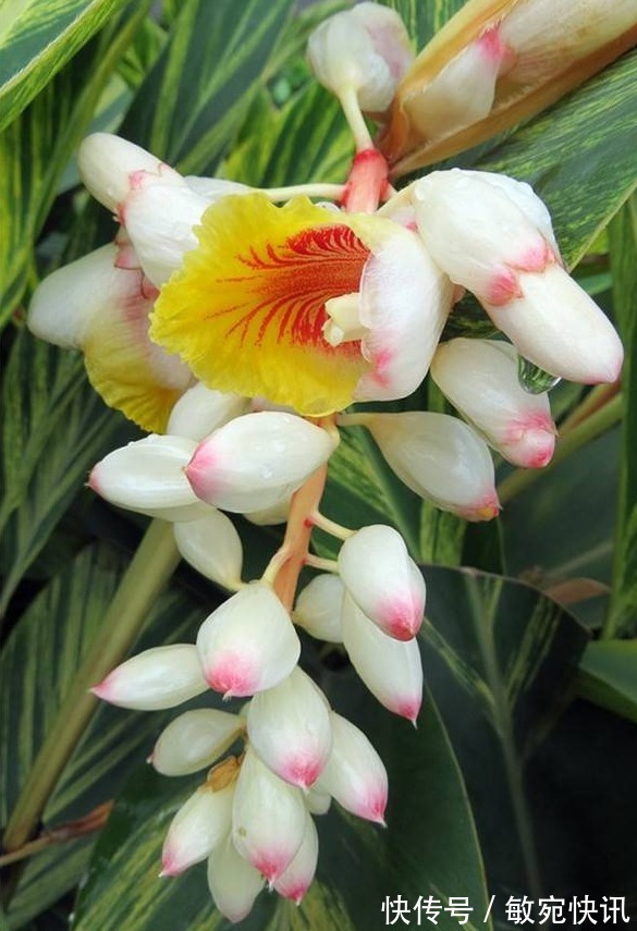 喜欢菊花,不如养盆深山含笑,洁白无瑕,似巾帼般不让须眉