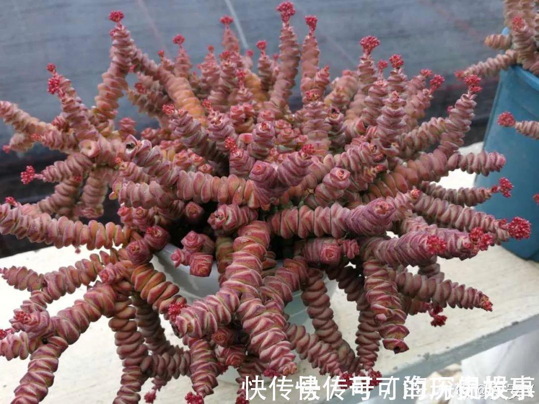 静夜静夜|6种多肉太难养,赶紧留个种,省得每年都要重新买!