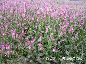 野鸡冠花|路边无人问津的野草，清肝明目，头不昏了，眼不花了，你认识吗