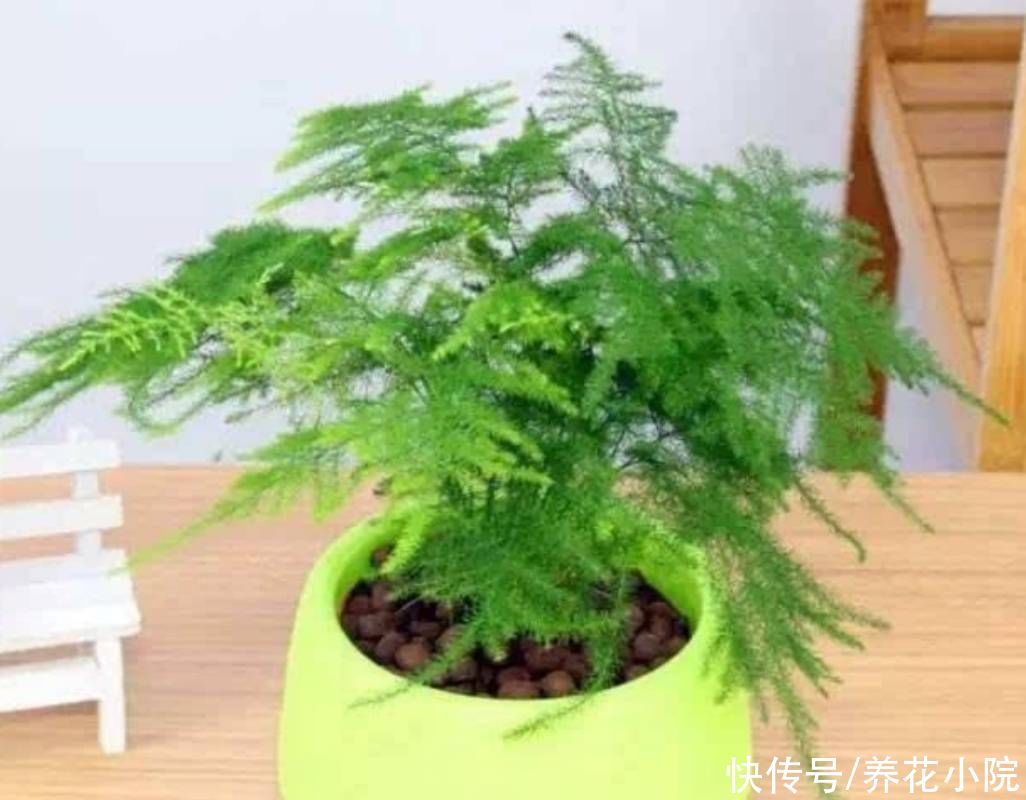 烂根|文竹就怕3件事，做错了容易出现烂根黄叶