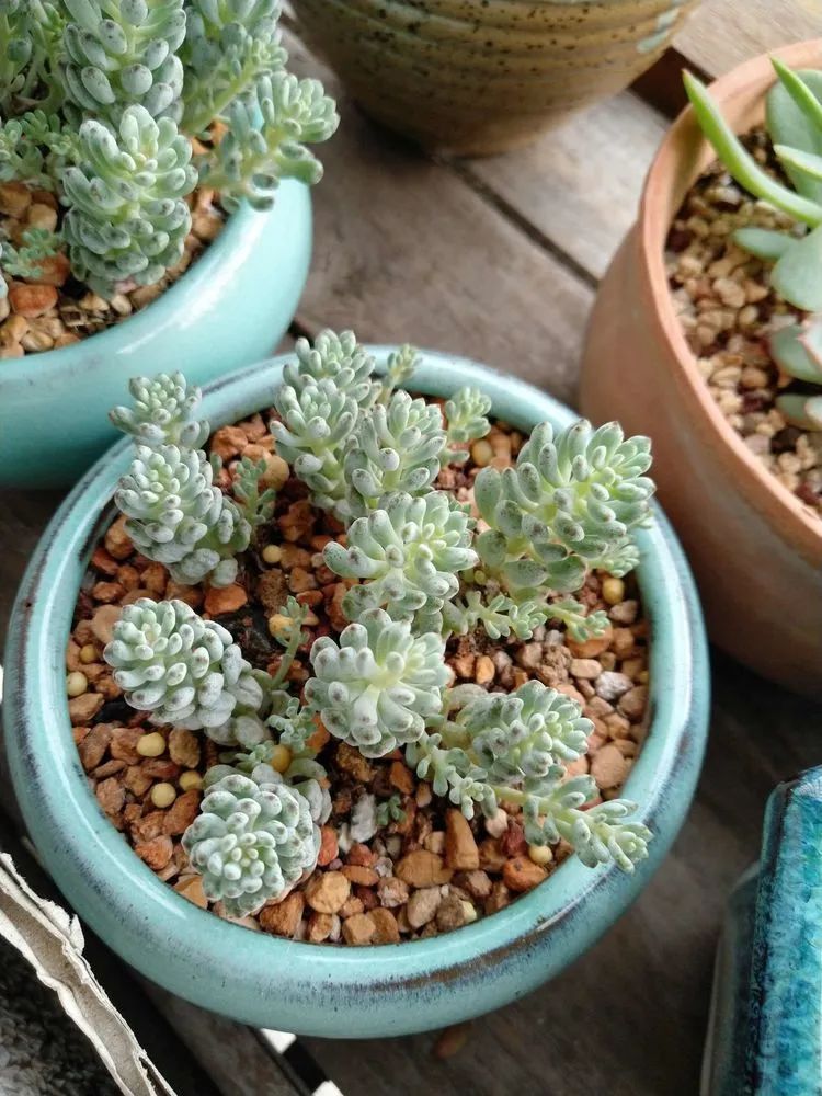 养肉三年，分享养肉经验，谈谈适合逆开挂区的多肉！